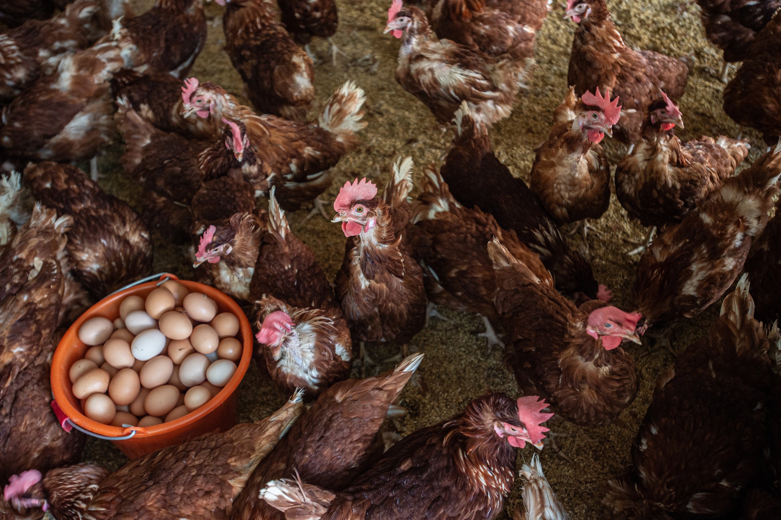 This chicken farm is constructed on stilts above an agricultural field in rural Taiwan. Chickens raised for meat are bred to grow at unnaturally rapid rates and are typically slaughtered at just five or six weeks of age.